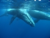 クジラ（イメージ）