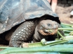 ガラパゴス　ゾウガメ