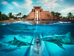 「サメの楽園」と称されるバハマでド迫力シャークダイブ！サメが泳ぐラグーンを抜けるウォータースライダーや水族館も楽しめるリゾート「アトランティス」宿泊2ダイブ付き7日間＜ユナイテッド航空＞