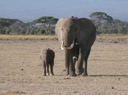 ジャンボ！　動物王国ケニア　癒しの旅