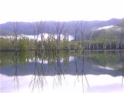 【写真左】鏡のような湖面に枯れ木を映し出され、不思議な光景