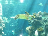 【写真右】水族館のウミガメ