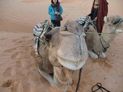 女子旅!!魅力満載のチュニジア周遊