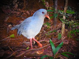 【写真左】ニューカレドニアの国鳥、カグー