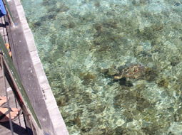 【写真左】メトル島を去る直前に会えました！ウミガメ！かわいい