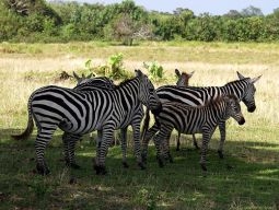 「カラウィト島」訪問ツアーに参加すれば野性動物に会えるかも