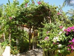 庭にはブーゲンビリアが咲き乱れています