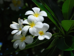 プルメリア