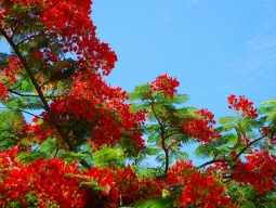 咲き乱れるブーゲンビリア