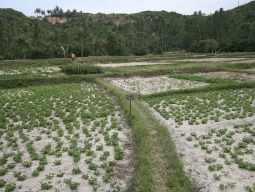 リゾート内の菜園