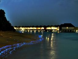 ビーチで見られることがある夜光虫。