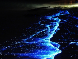 満天の星ときらきら光る海とのコンビネーション。