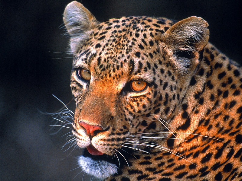 クルーガー国立公園で主に見ることができる動物