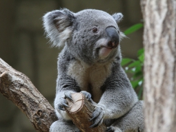 コアラと一緒に朝ごはんツアー コアラ抱っこ写真つき Sscns オーストラリアのオプショナルツアー 海外旅行のstw