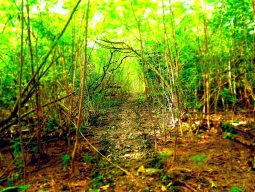 トレッキングコース