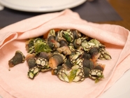 亀の手（PERCEBES）