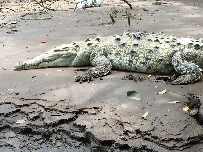 コスタリカ「生き物を巡る旅」