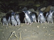 ブルーペンギンコロニー