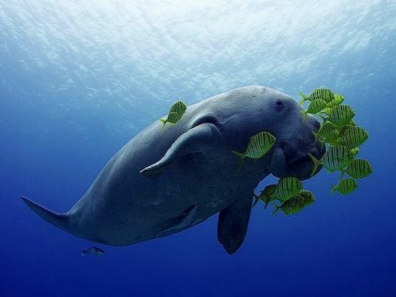 ディマクヤ島 イメージ1