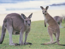 オーストラリア固有の動物