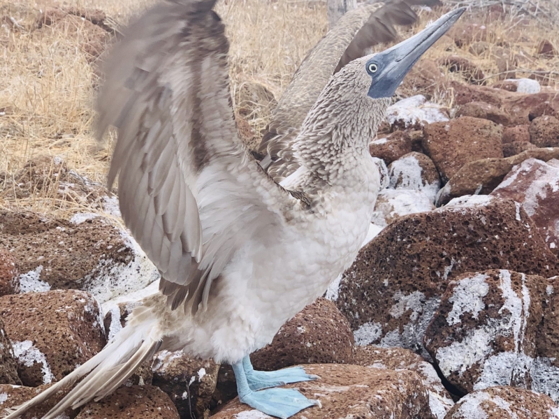 ガラパゴス諸島、添乗員がいなくてもこれさえ読めば観光できる 