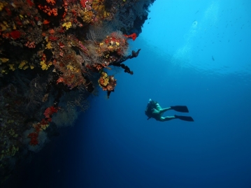ハウスリーフでのダイビング