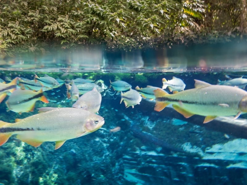 天然水族館