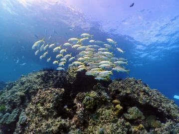 ＜機内泊なし｜羽田発着＞パトンエリアの中心部　充実の設備が魅力のカジュアルリゾート「パトンリゾート」宿泊 「ナイスダイブ」2ダイブ付4日間(ダイビング日数追加可)＜シンガポール航空＞