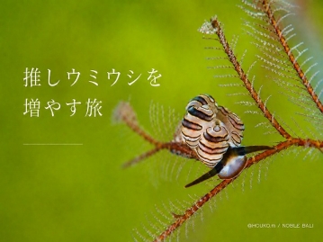 ＜往復同日移動タイパ抜群＞【推しウミウシを増やす旅】日本人オーナーがこだわるストレスフリーなダイビング「ノーブルバリ」利用　4ダイブ・全食事付4日間＜シンガポール航空＞