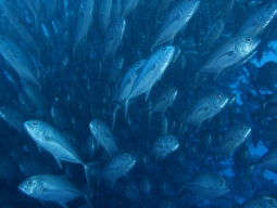 ＜マニラ乗り継ぎで往復ボホール発着＞居心地の良いのんびりした時間をお届け 「GOODダイブショップ」利用 ショップ併設ボホールトロピックス宿泊 4ダイブ付 4日間＜セブパシフィック航空＞