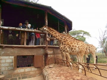 ナイロビで野生動物を満喫！ジラフセンター訪問＆ナイロビ国立公園サファリ付きケニア6日間の旅 <<成田夜発カタール航空利用>>