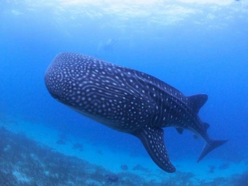 2021年4月以降 セブ島名物 ジンベエザメもイワシの大群もどっちも行っちゃえ リピーターの多い快適ホテル 全室ジュニアスイートのルビリゾート宿泊 4ダイブ付 4日間