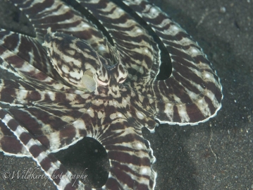 マクロダイビングのメッカ！レンベ島でじっくりまったりフォトダイブ レンベリゾート宿泊8ダイブ付 7日間＜ガルーダインドネシア航空＞